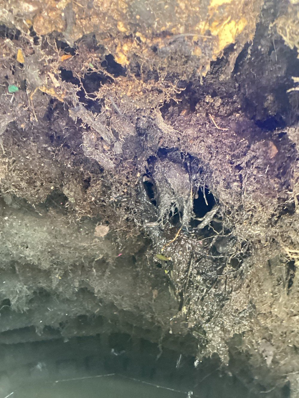 Root intrusion in the main line