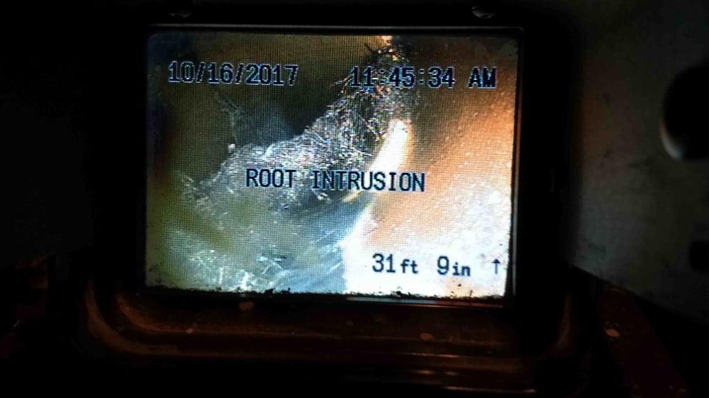 Roots in the Sewer Line Camera Inspection