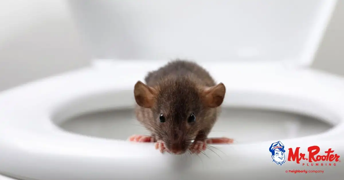 rat poking head out of toilet