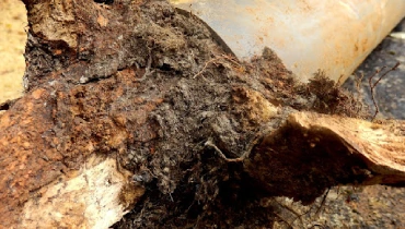 A home’s main sewer line after it has been blocked and damaged by extensive tree root penetration and growth