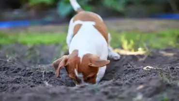 A dog digs in the backyard above underground sewer lines and pipes.
