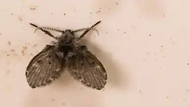 A black fly with its wings spread open
