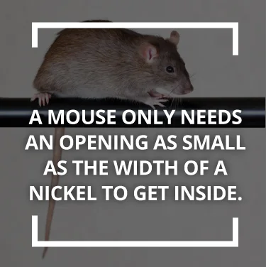 A mouse only needs an opening as small as the width of a nickel to get inside