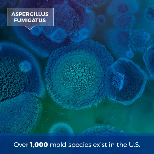 over 1,000 species of mold exist in the US