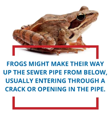 Frogs might make their way up the sewer pipe from below, usually entering through a crack or opening in the pipe/