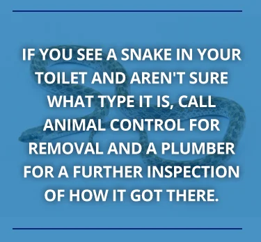 If you see a snake in your toilet and aren't sure what type it is, call animal control for removal and a plumber. 