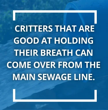 Critters that are good at holding their breath can come from the main sewage line
