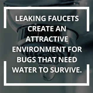 Leaking faucets create attractive environment for bugs