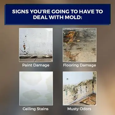 signs you have mold