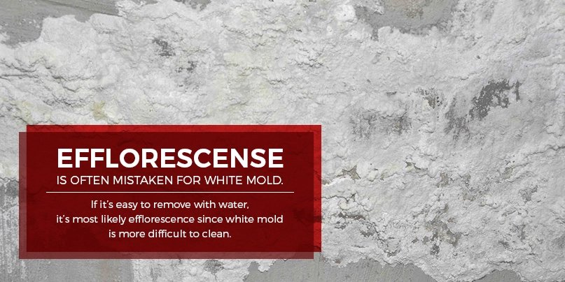 efflorescence is mistaken for mold
