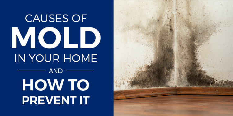 What to do if you Find Mold in your Apartment in 5 Steps