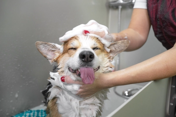 Welsh corgi dog with tongue sticking out and shampoo on head getting a bath