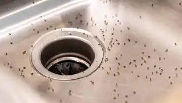 Fruit Flys In The Drain How To Get Rid Of Them For Good