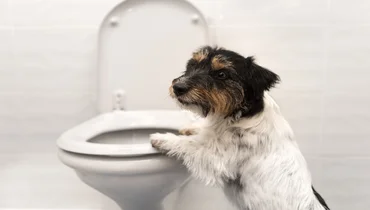 Jack Russel Terrier dog with it’s paws on top of the toilet seat