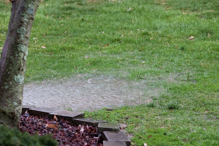 Puddle of Rain Water in the Grass | Mr. Rooter Plumbing of Southeast Georgia
