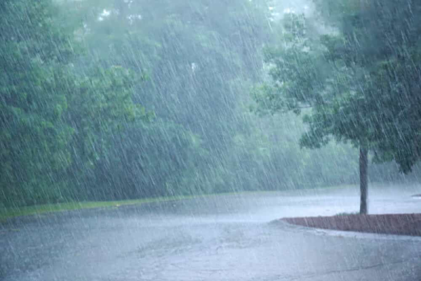 Pouring rain flooding around trees