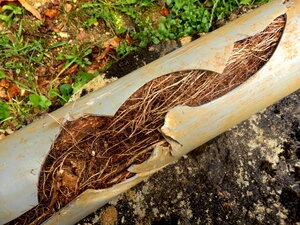 Roots in sewer line in Clearwater cracking a pipe open.