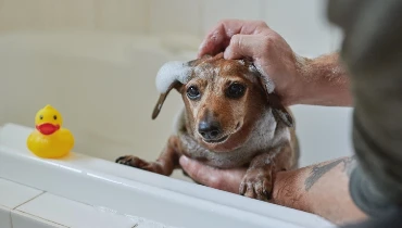 Small dog being bathed in tub | Mr. Rooter Plumbing of South Jersey