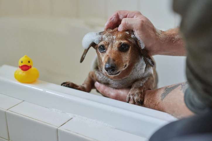 Small dog being bathed in tub | Mr. Rooter Plumbing of South Jersey